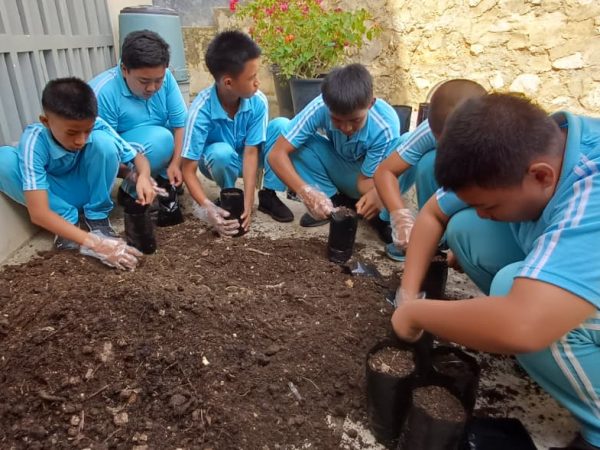 Pembibitan Bunga Bougenville