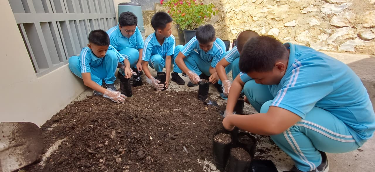 Pembibitan Bunga Bougenville Pembibitan Bunga Bougenville