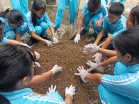 Kegiatan Kokurikuler Kelas 7 Menanam Daun Bawang & Daun Seledri