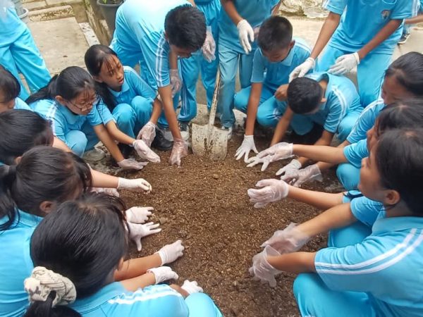 Kokurikuler kelas 7 menanam daun bawang dan daun seledri